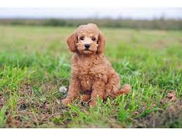 Explore 3 listings for miniature maltese poodle puppies for sale at best prices. Red Poodle For Sale Call 0566800004 Dubai Dubai United Arab Emirates Abu Dhabi Classifieds
