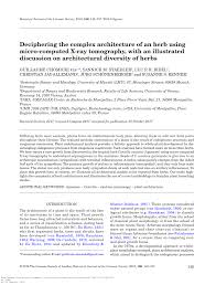 Image result for Hypolytrum heteromorphum