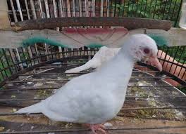 Ciri perkutut putih lokal asli. 12 Jenis Burung Perkutut Di Semua Daerah Dan Gambarnya Luar Biasa