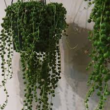 Bridalveil plants are herbaceous and perennial vine houseplants, which grow in abundance in any tropical and humid region. Top 5 Hanging Houseplants