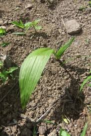 Image result for Eulophia acutilabra