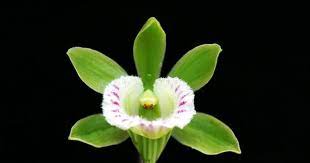 Galeandra Beyrichii Beautiful Orchids Orchid Flower Orchids