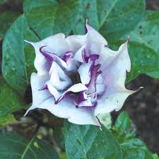 Image result for Datura