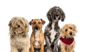 It S National Mutt Day 5 Reasons These Dogs Rule National Mutt Day Best Dog Training Dog Rules