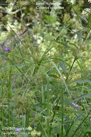 Image result for Cyperus deciduus