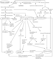Image result for Stroke Pathophysiology