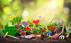 All'inizio della primavera si pota la pianta per eliminare gli steli che. Fiori Primaverili Ecco Tutte Le Varieta