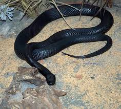 Top Five Dangerous Animals In The World Smash Materials Dangerous Animals Wild Animal Sanctuary Colorado Wild Animal Sanctuary