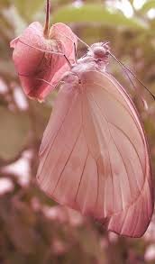 Pixiewinks Magic Exists Who Can Doubt It When There Are Beautiful Butterflies The Magic Faraway Tree Beautiful Bugs