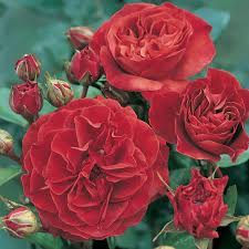 Hybrid tea roses are most popular type for cut flowers, and often possess fragrance and offer classic beauty. Rose Hot Chocolate