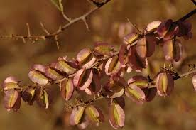 Image result for Phaeoptilum spinosum