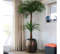 Trouvez palmier exterieur sur 2ememain ✅ avantageux pour tout le monde. Palmier En Pot Palmier Exterieur Palmier En Pot Exterieur