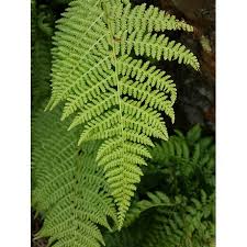 Spreading Wood Fern Wood Fern Understory Plants Plants