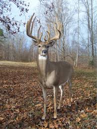 Vincent Fleming mounted this...