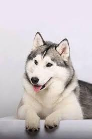 Anjing alaskan malamute ini merupakan satu keluarga dengan siberia husky, samoyed, dan juga. Pin On Sssooooo Cute