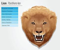 Patera Leo Gambar PNG