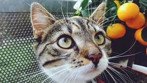 Can my cat eat that? Can Cats Eat Oranges Are Oranges Safe For Cats Cattime