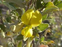 Image result for Rhynchosia clivorum