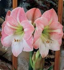 Apple Blossom I Ve Had This One For About Five Years Always Produces Enormous Flowers And Is Starti Amaryllis Flowers Spring Flowering Bulbs Amaryllis Bulbs