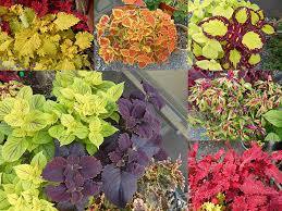 Image result for foto moud Forsterův