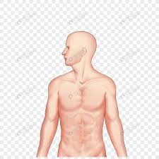30 part multi torso anatomy model male and female configuration. Male Upper Body Png Image Psd File Free Download Lovepik 401796644