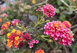 Image result for Lantana camara