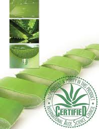 Image result for Aloe komatiensis