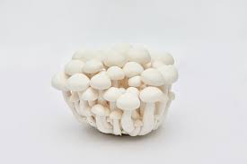 We sell other mushrooms that are not on the website, for example: White Beech