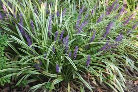Image result for Lily Turf