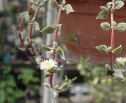 Image result for Delosperma tradescantioides