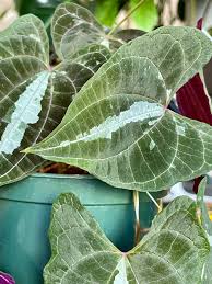Image result for Dioscorea dregeana