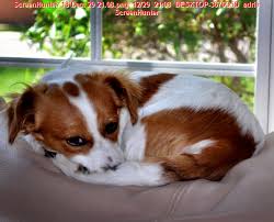 Why Do Dogs Sleep Curled Up In A Ball Why Do Dogs Dog Sleeping Positions Sleeping Dogs Sleep Funny
