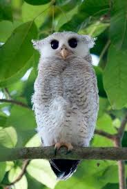 Bird That Sounds Like A Monkey At Night Pin By J Reyna On Birds Owls Owl Beautiful Birds Owl Pictures