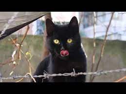 candyart craft youtube adli kullanicinin https www youtube com c candyartcraft34 videos panosundaki pin kedi komik kediler cats