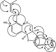 Image result for Ptycholobium contortum