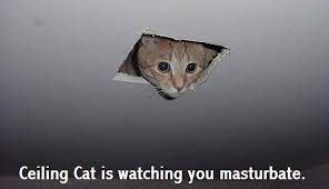 Check spelling or type a new query. Ceiling Cat Know Your Meme