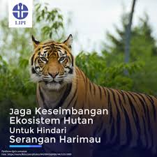 Satria panji elfalah angkasa raya berselendang sutera putih. Jaga Keseimbangan Ekosistem Untuk Sumatran Tiger Project Facebook