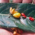 Image result for Casearia battiscombei