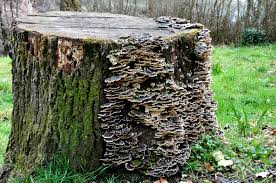Resultado de imagem para reino fungi