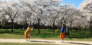 Tempat tersebut dinamai bukit sakura kemiling atau taman sakura. Taman Sakura Di Belanda Serbalanda Supirsantun Sahabat Wisata Di Eropa