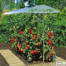 Beckmann Kg Psn1 Schutzdach Fur Pflanzen Grosse 1 100 X 112 Cm Amazon De Garten In 2020 Tomaten Garten Pflanzen Schutzdach