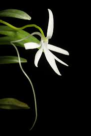 Image result for Jumellea usambarensis