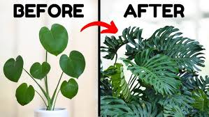Image result for Monstera