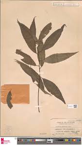 Image result for Hyparrhenia niariensis