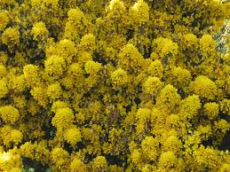 Image result for Ulex