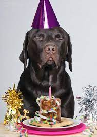 Happy Birthday Chocolat Labrador Happy Birthday Labrador Labrador Puppies For Sale Labrador