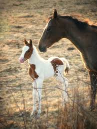 Pin On Horse Lovers