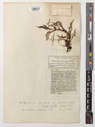 Image result for Pterodiscus angustifolius