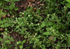 Image result for Glinus lotoides