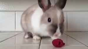 We did not find results for: Rabbit Eating Raspberries Gifs Tenor